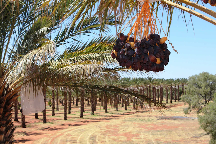 Wholesaler Dates in Malaysia: A Guide to Sourcing Quality Dates in Bulk